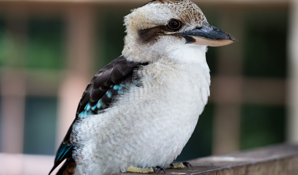 Маленькая птичка кукабара крупным планом 