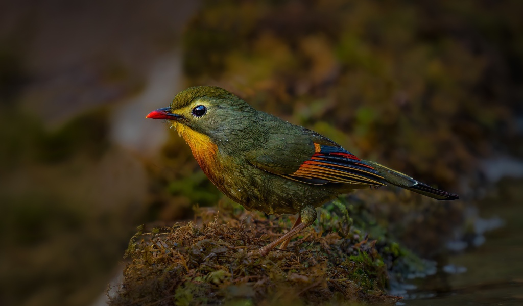 Маленькая птичка красноклювый лейотрикс на земле