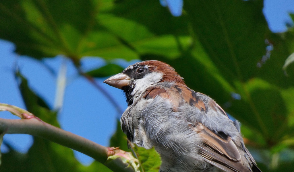 Little sparrow sits on a tree branch