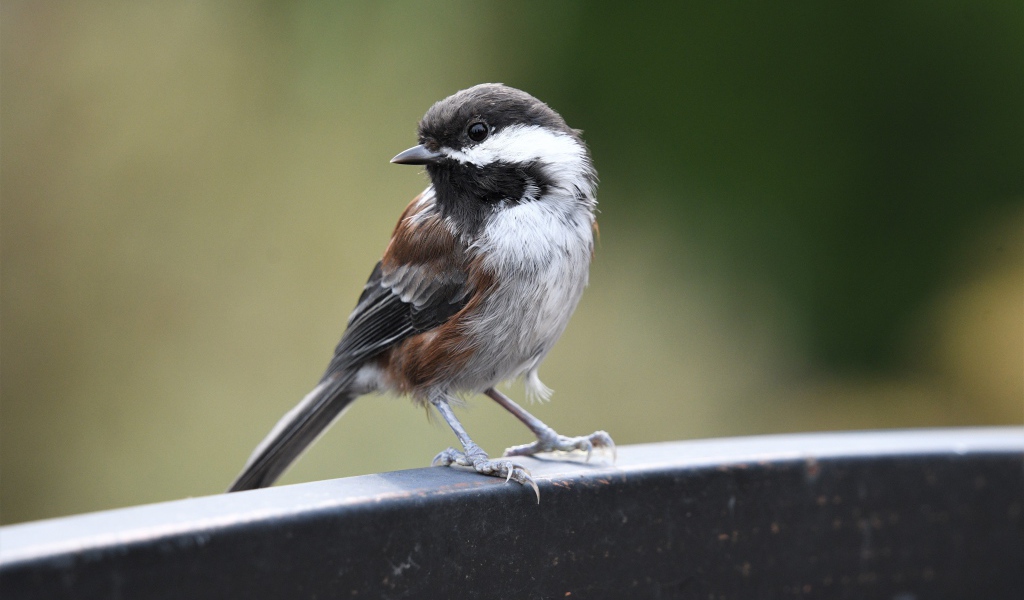 Маленький воробей сидит на перилах 