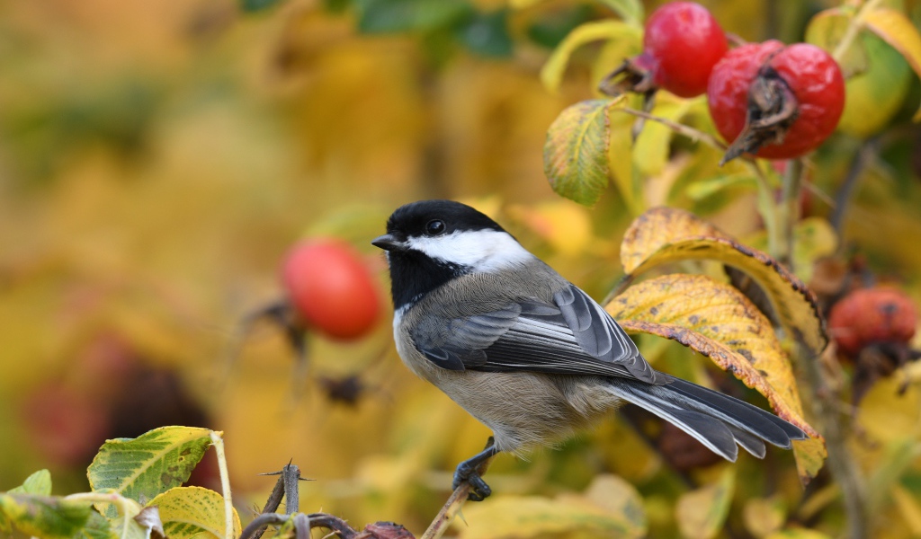 Маленькая синичка сидит на ветке шиповника