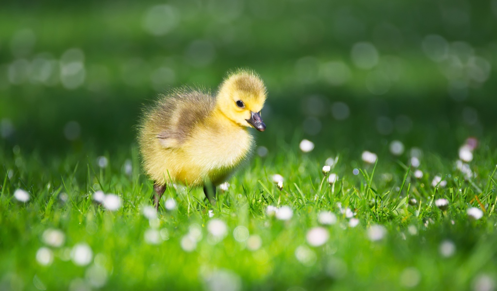 Little yellow duckling on green grass