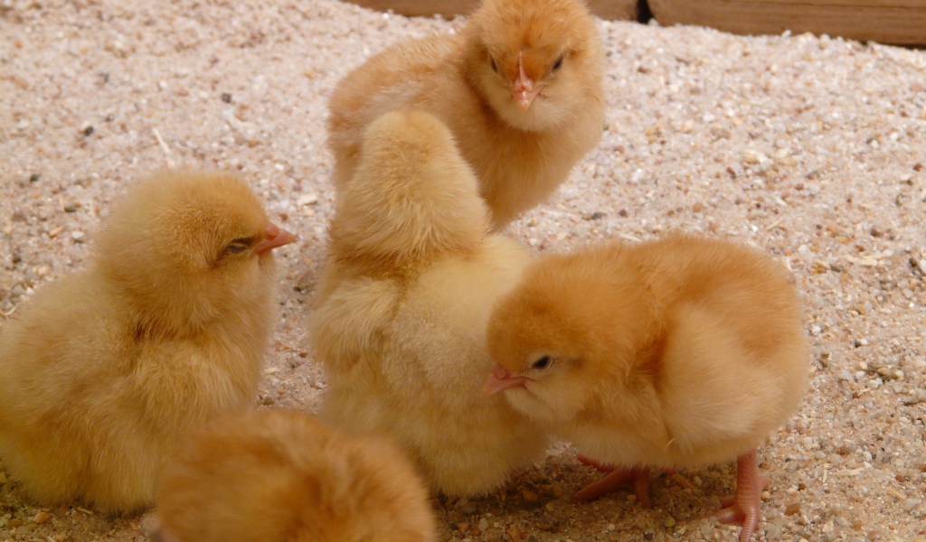 Маленькие желтые цыплята курицы