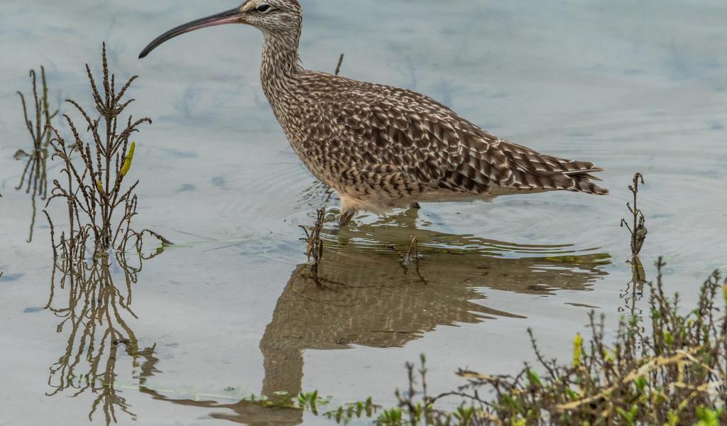 Длинноклювый кроншнеп в воде ловит рыбу