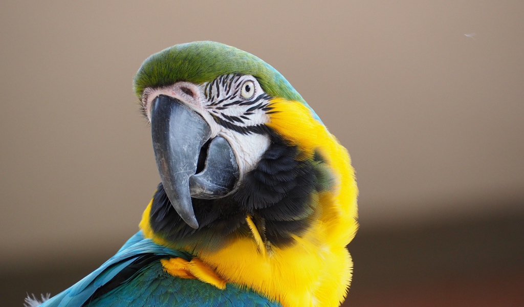 Голова попугая ара с острым клювом