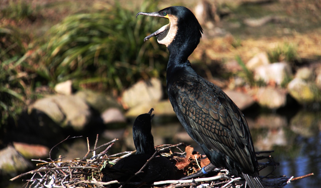 Горный баклан сидит на гнезде у пруда 
