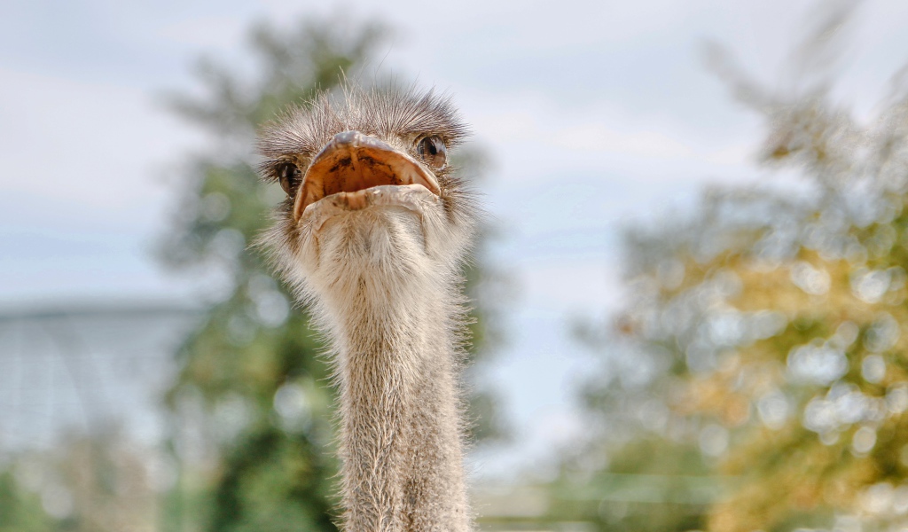 Голова страуса с открытым клювом 