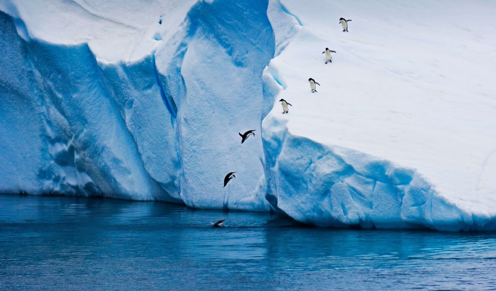 Пингвины прыгают в море с высокого айсберга