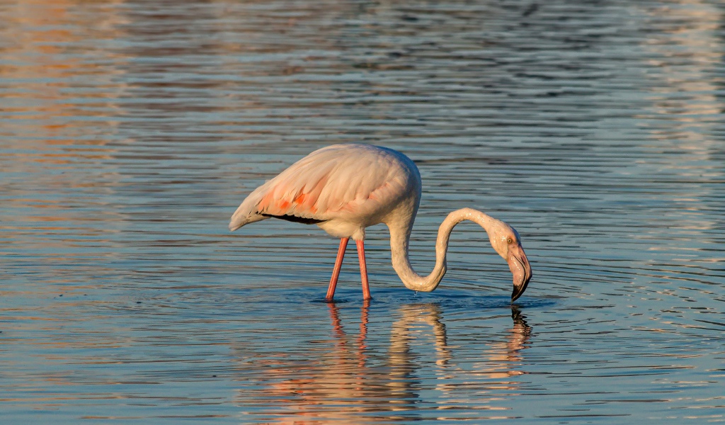 Розовый фламинго с длинным клювом в воде 