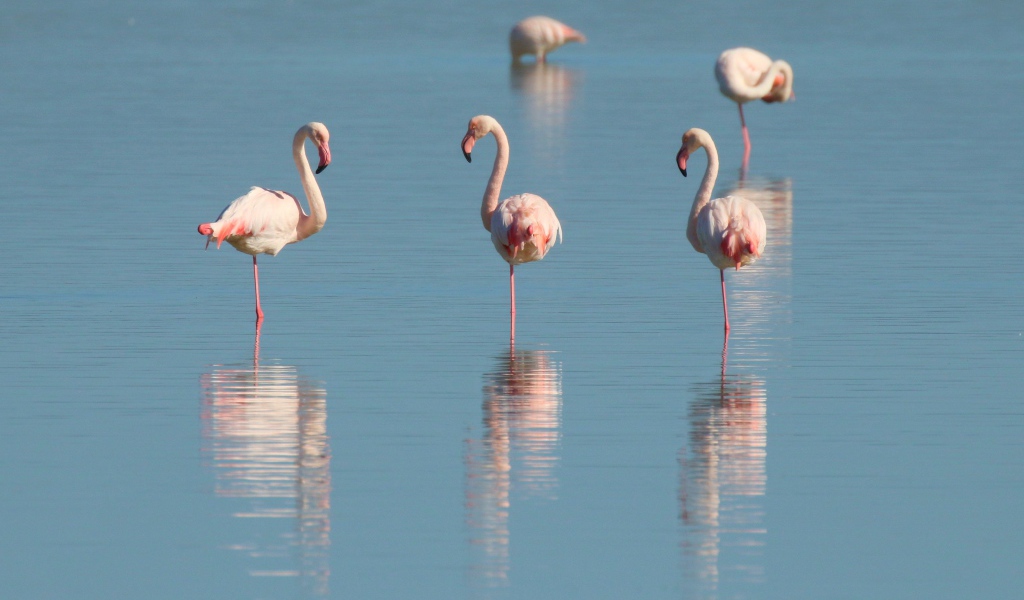 Розовые фламинго стоят в воде на одной ноге