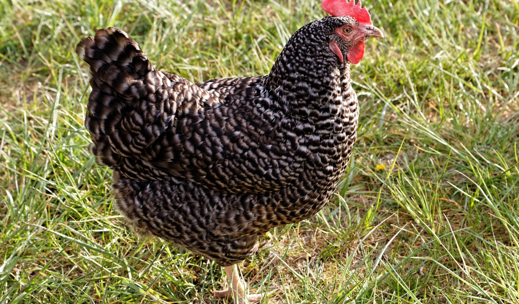 Рябая домашняя курица на зеленой траве
