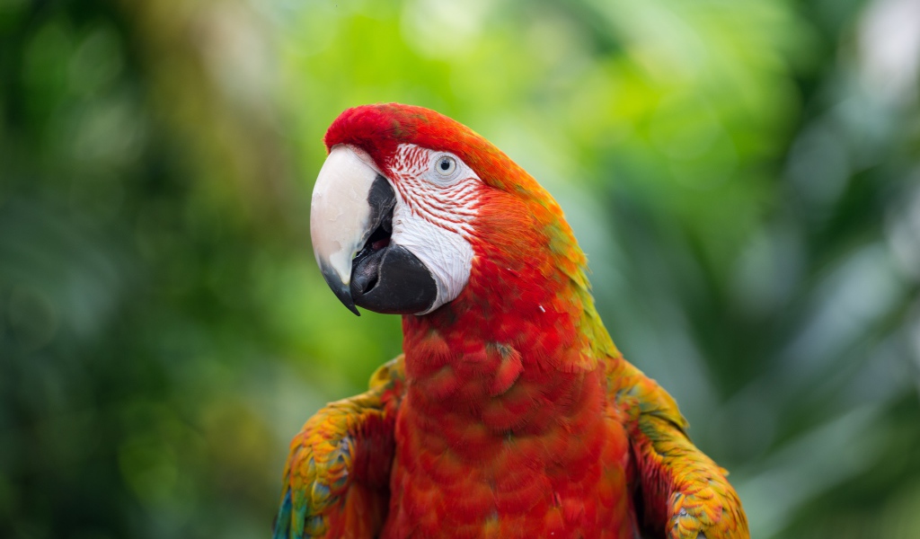 Красный большой попугай ара крупным планом
