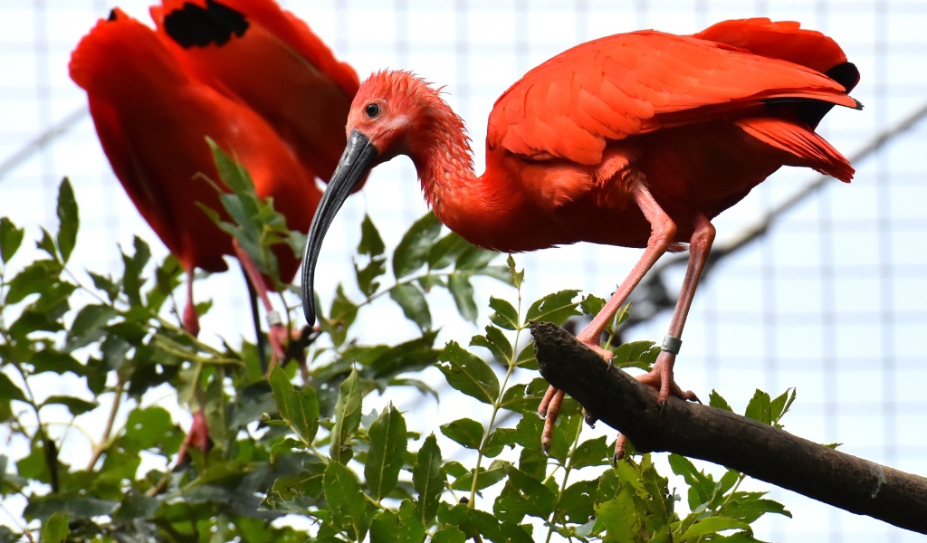 Красная птица ибис  сидит на ветке дерева 