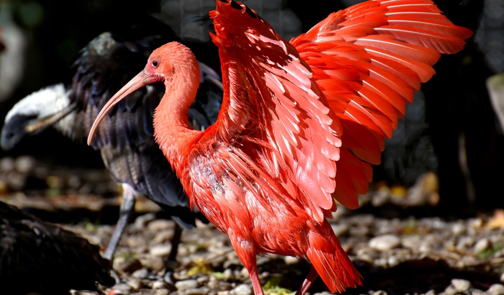 Красный ибис расправил крылья