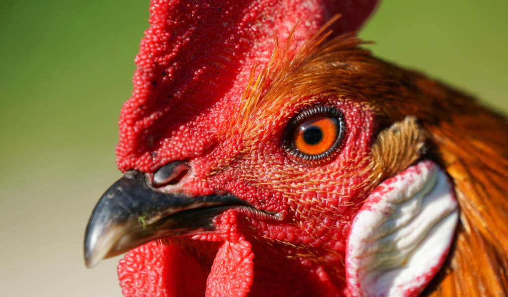 Голова петуха с красным гребнем крупным планом 
