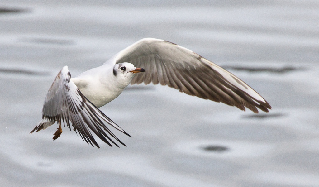 Чайка пролетает над водой