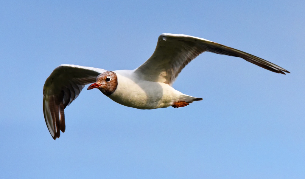 Чайка с длинными крыльями летит в небе