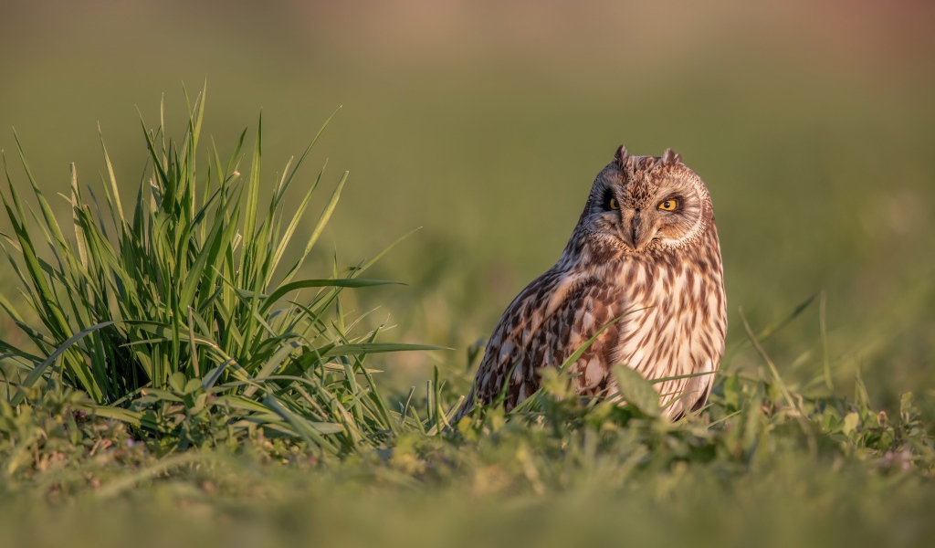 Серьезная сова сидит в зеленой траве