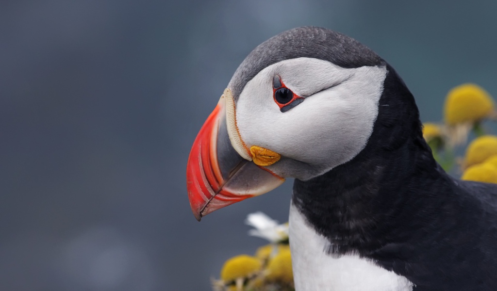 Острый клюв птицы тупик на сером фоне 