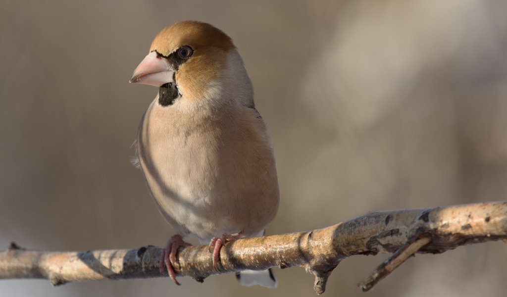 Маленькая птица дубонос сидит на ветке дерева