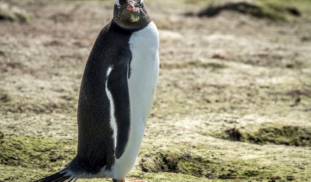 Большой пингвин стоит на земле 