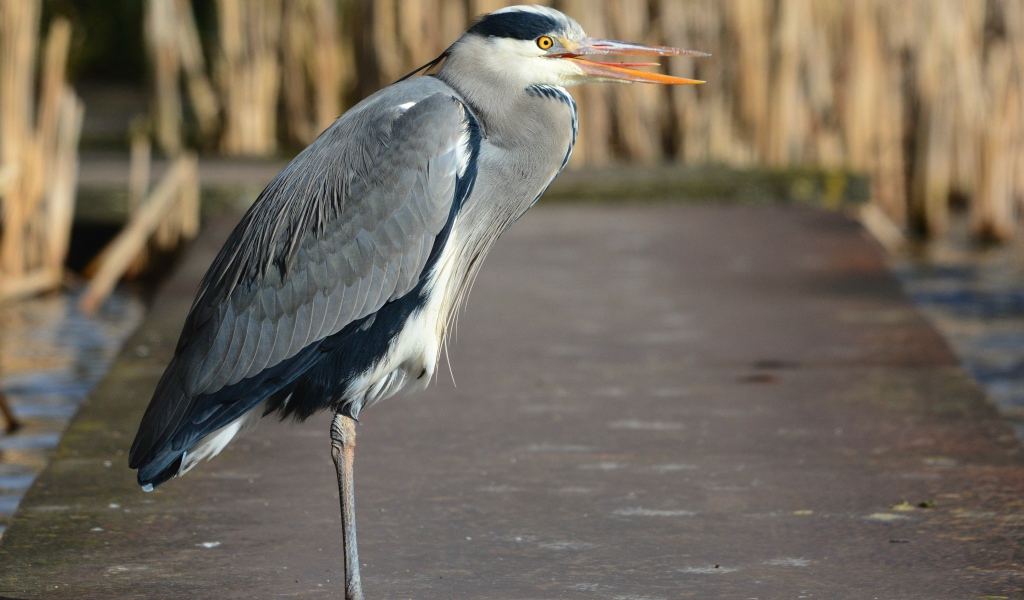 Серая цапля стоит на одной ноге