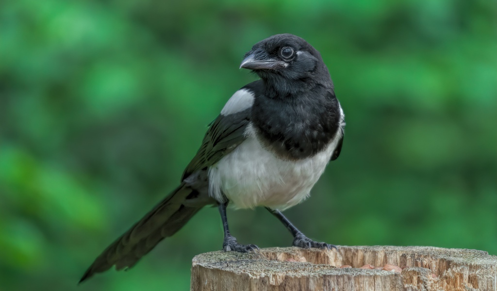 Большая сорока сидит на сухом пне