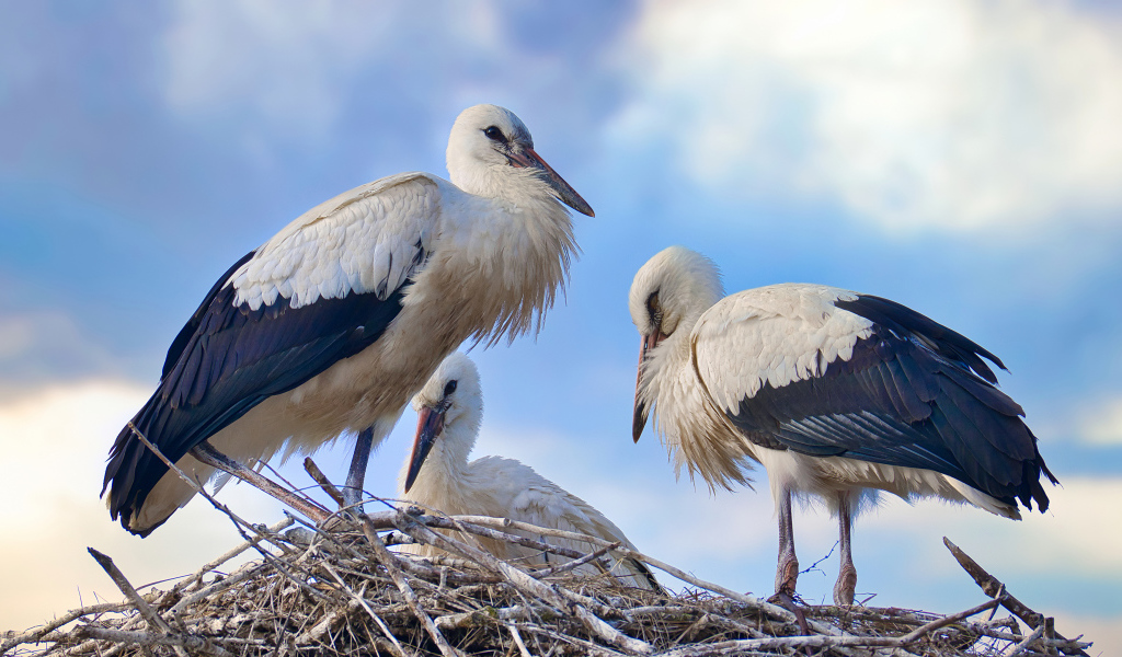 Три красивых аиста в гнезде 