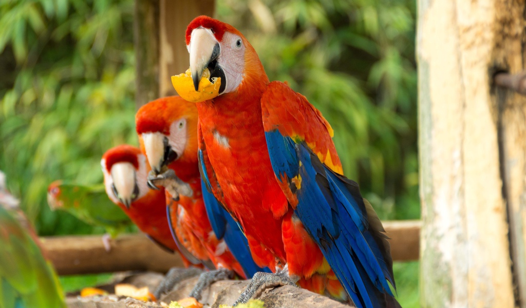 Три красных попугая ара сидит на ветке