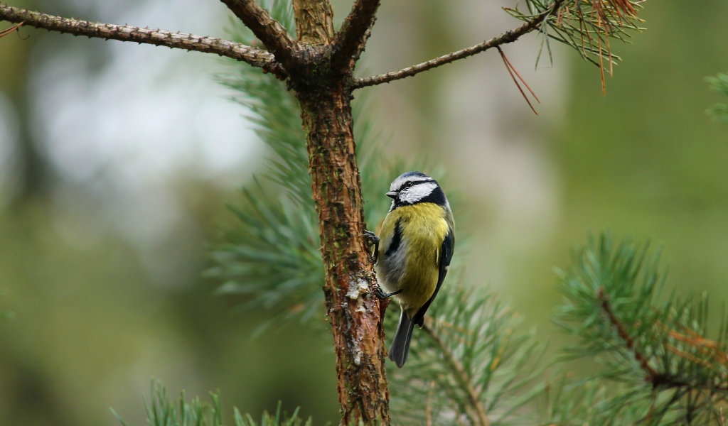 Синичка сидит на ветке сосны