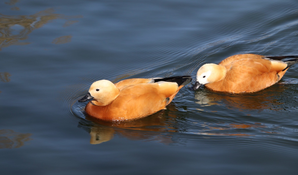 Две коричневые утки плавают в воде 