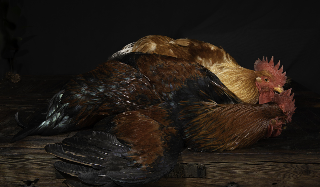 Два коричневых петуха на столе 