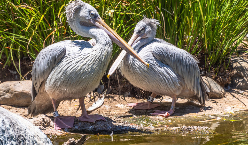 Два больших серых пеликана у воды 
