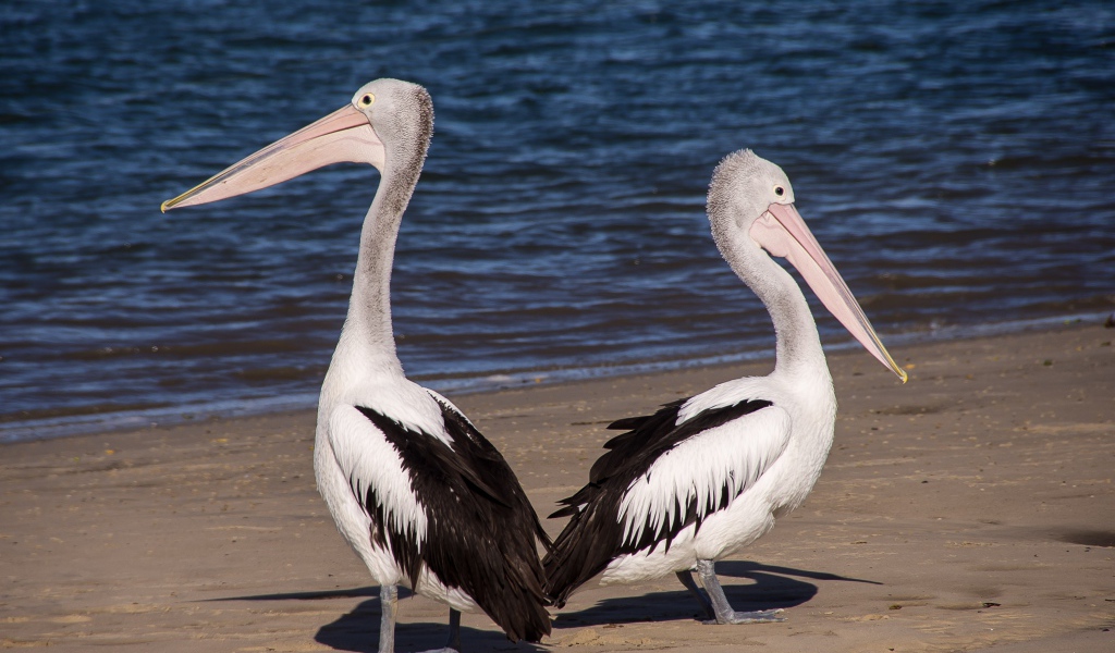 Два пеликана стоят на мокром песке у моря