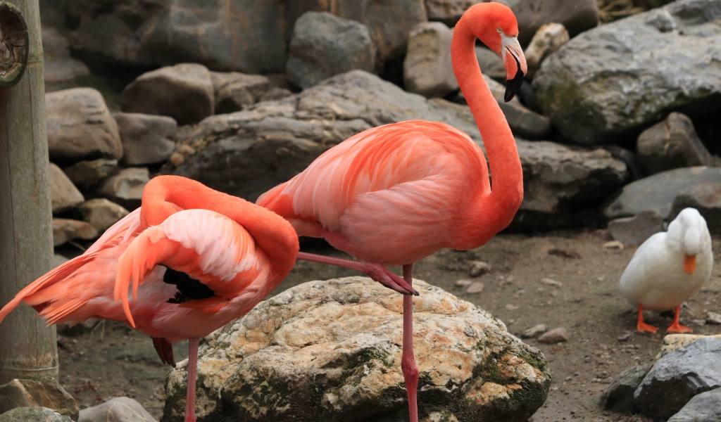 Два розовых фламинго в зоопарке у камней