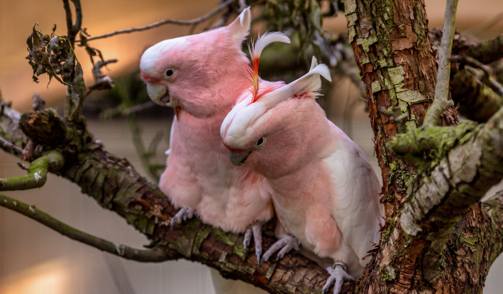 Два розовых  попугая на ветке дерева