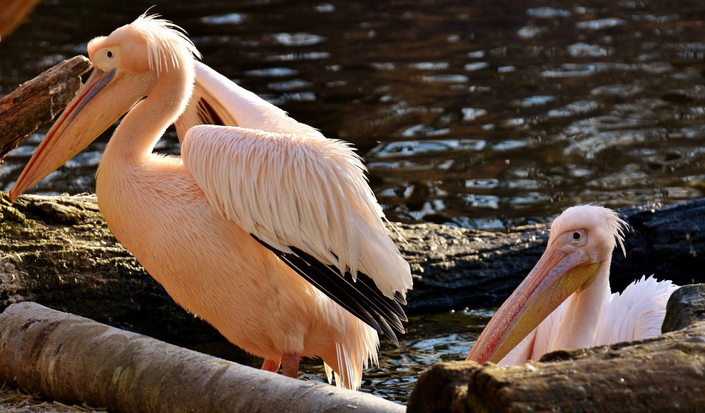 Два розовых пеликана у воды