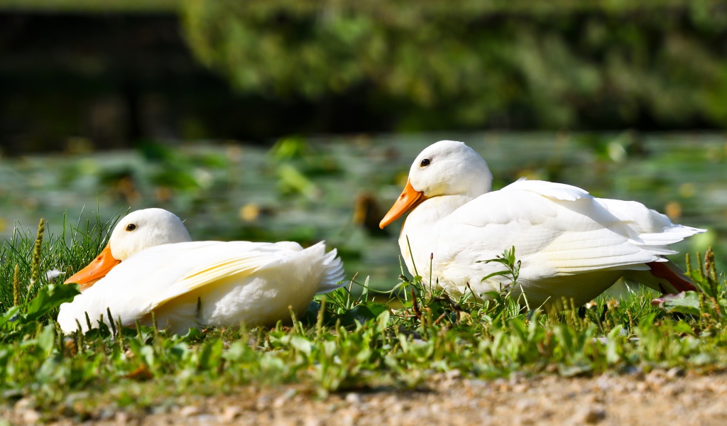 Две белые утки сидят на зеленой траве