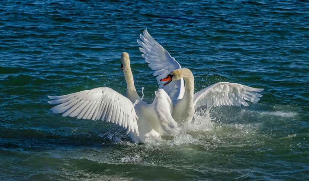 Два белых лебедя в брызгах воды в озере