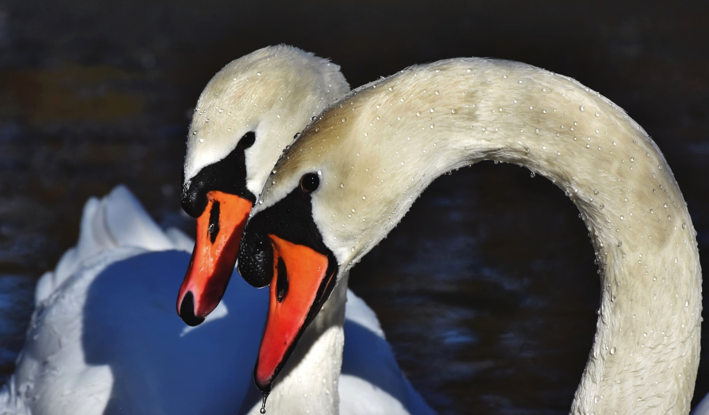 Два белых лебедя искупались в воде