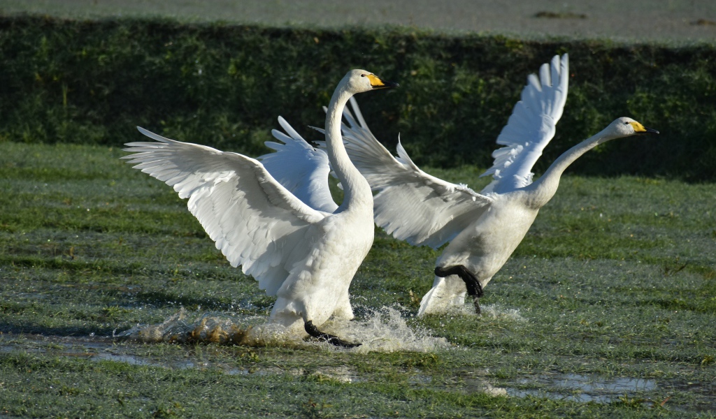 Два белых лебедя взлетают с воды