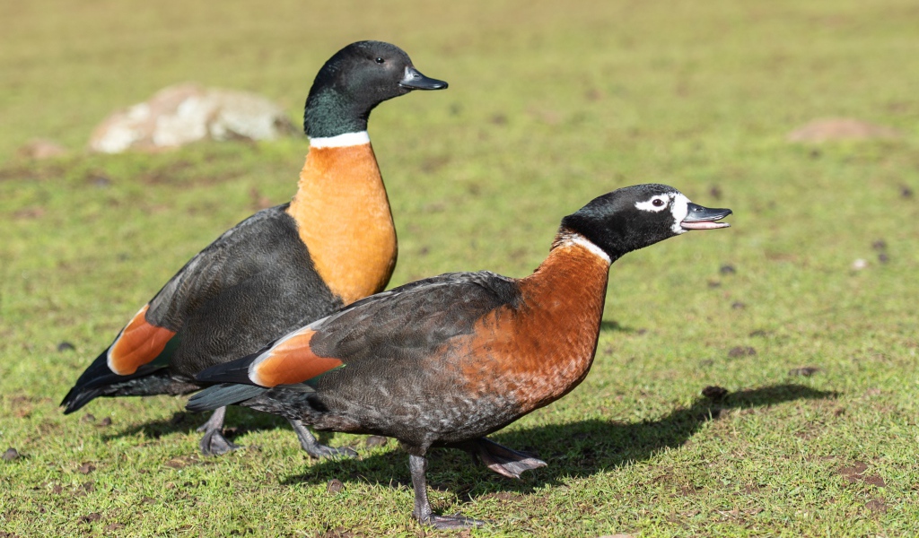 Две дикие утки на зеленой траве