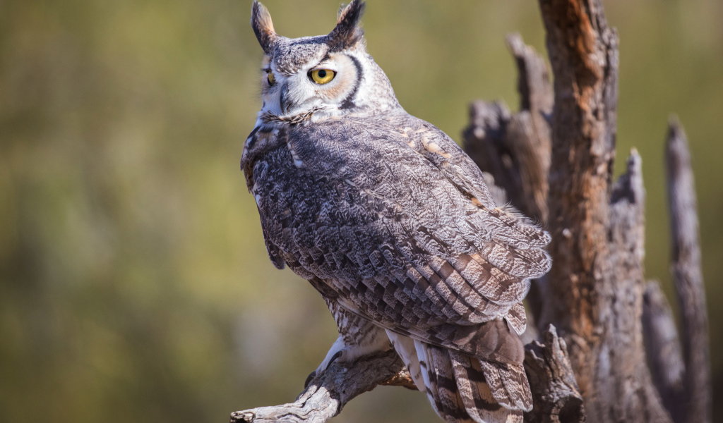 Виргинский филин сидит на ветке 