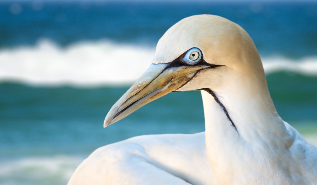Белая капская олуша крупным планом