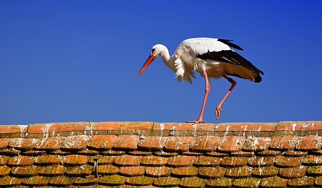 Белый аист гуляет по крыше 