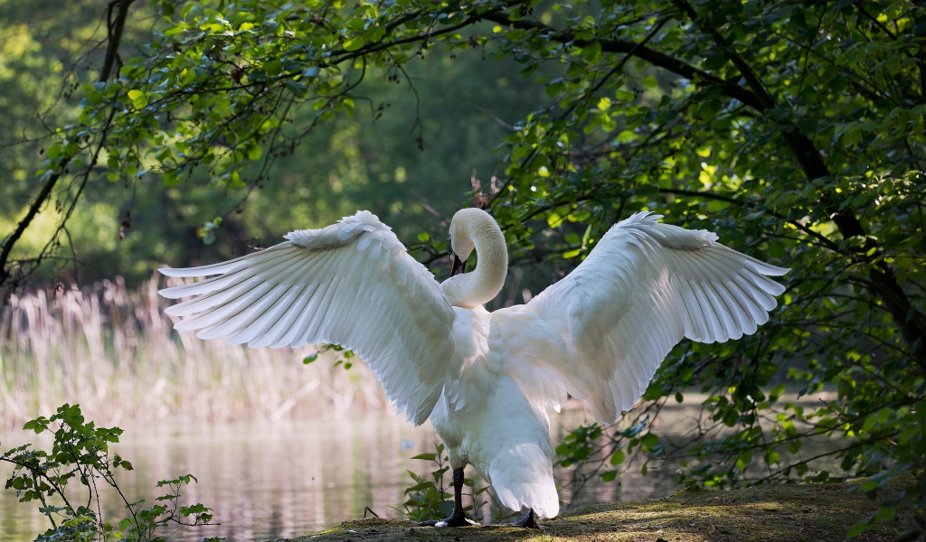 Белый лебедь расправил крылья у пруда