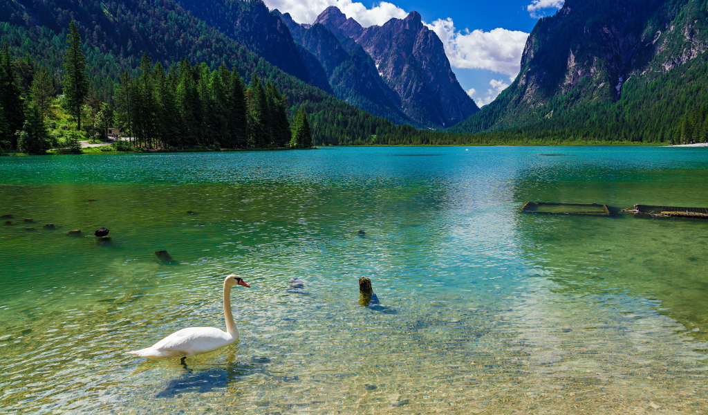 Белый лебедь плавает в горном озере