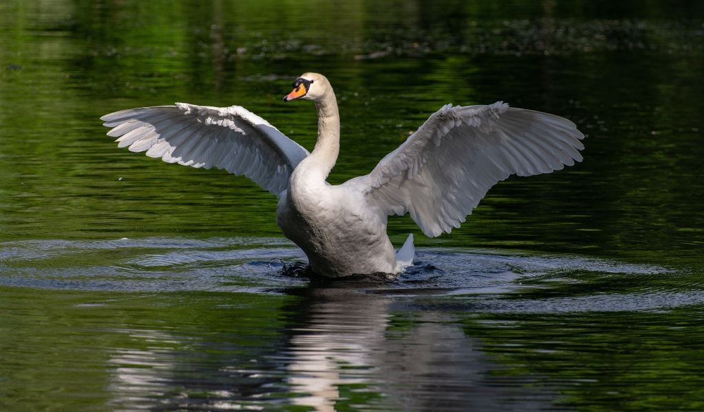 Белый лебедь взлетает с воды 