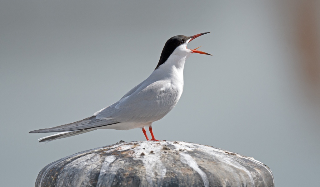 Белая крачка с открытым клювом на камне