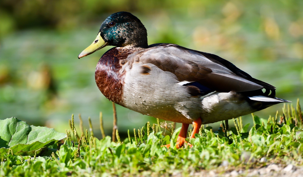 Дикий селезень на траве в лучах солнца
